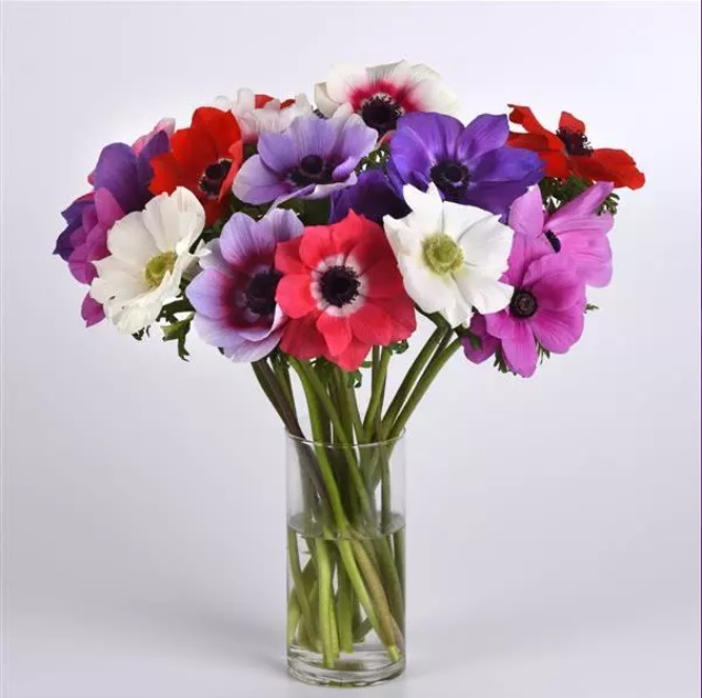 Anemone coronaria Mona Lisa Mix k rezu 10 semien